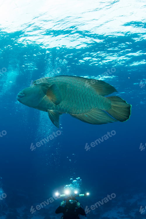 Preview: Scuba diver photographing Humphead whale (cheilinus undulatus), Red Sea, Marsa Alam, Egypt