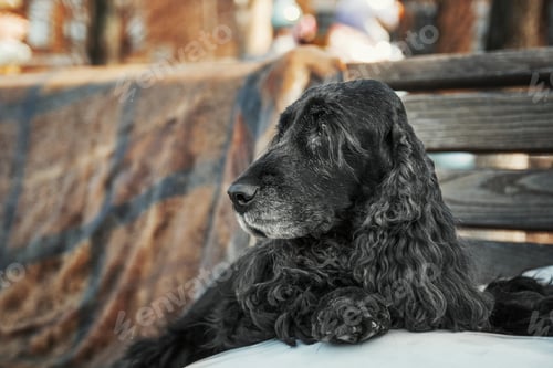 Preview: English Cocker Spaniel dog at the old city. City life.