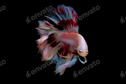 Preview: Colorful with main color of light pink, blue and red betta fish, Siamese fighting fish