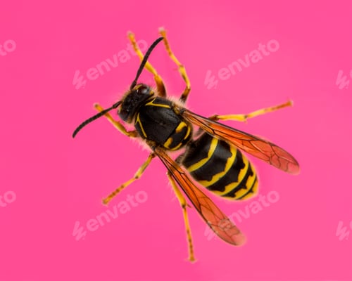 Preview: High view of a Wasp in front of a pink background