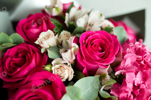 Preview: Pink roses