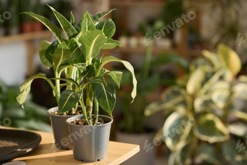 Preview: Houseplants On Table In Plant Shop