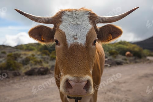 Preview: Portrait of cow on dirt track, Reunion Island