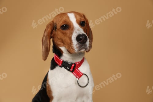 Preview: Adorable Beagle dog in stylish collar on beige background