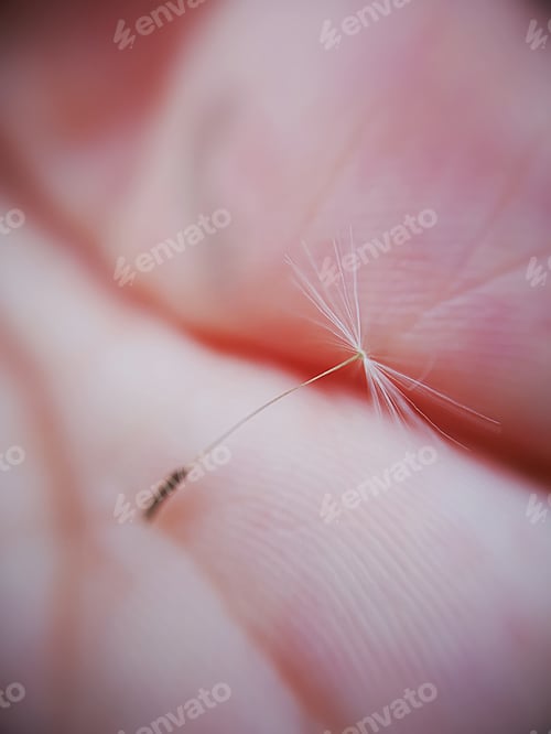 Preview: Single dandelion seed on the palm of a hand