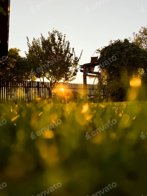 Preview: green grass and warm sunlight