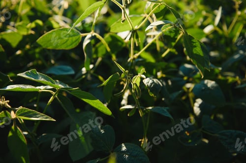 Preview: Soy field in early morning. Soy agriculture.