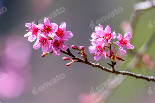 Preview: Blossom of Wild Himalayan Cherry (Prunus cerasoides) or Giant tiger flower.