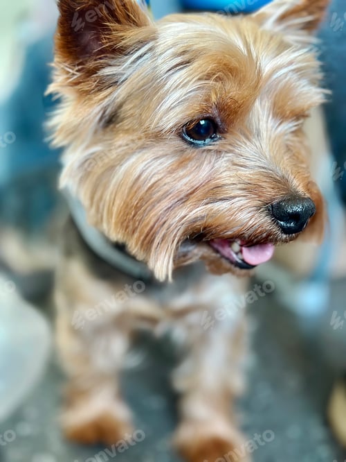 Preview: Portrait Of A Cute Smiling Happy Domestic Dog Golden Yorkshire Terrier With Pink Tongue At Home
