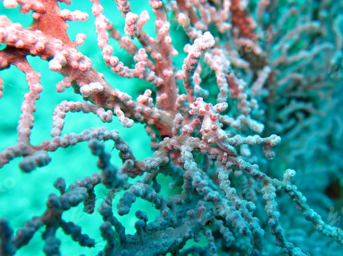 Preview: Bargibanti Pygmy Seahorse the smallest in the world in Bali