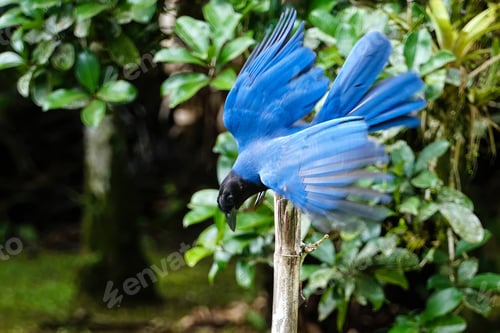 Preview: Blue jay