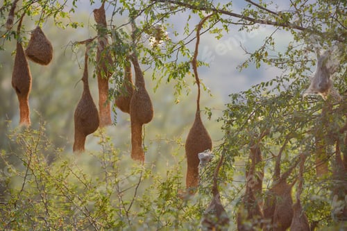 Preview: Baya weaver or Ploceus philippinus nesting colony