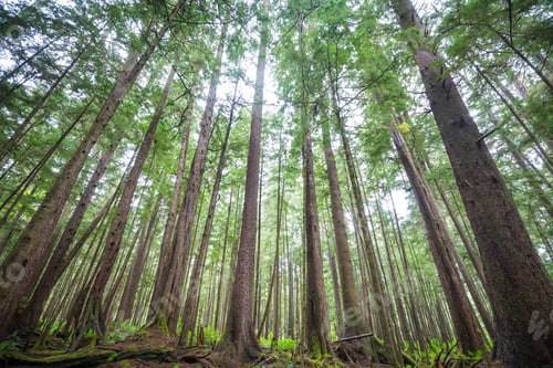 Preview: Summer forest