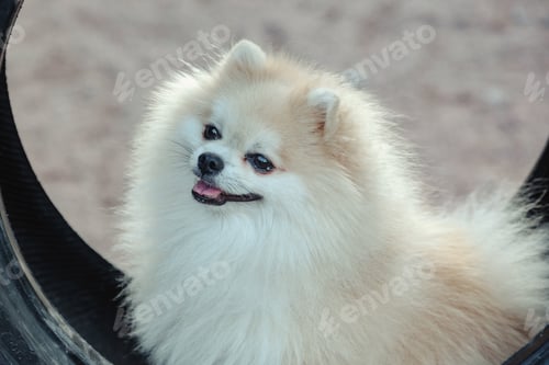 Preview: Portrait of fluffy puppy of Small German Pomeranian on dog playground