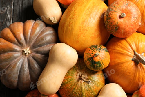 Preview: Many different pumpkins as background, closeup. Autumn holidays
