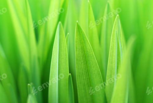 Preview: green plant