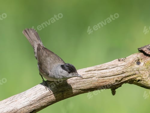 Preview: Eurasian Blackcap sitting on a stick and singing.