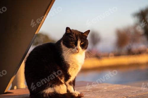 Preview: Closeup of an adorable stray cat in a park during the sunset