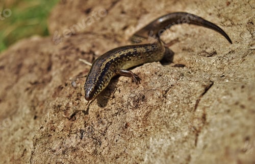 Preview: Selective focus shot of Chalcides ocellatus basking on a rock in the Maltese countryside