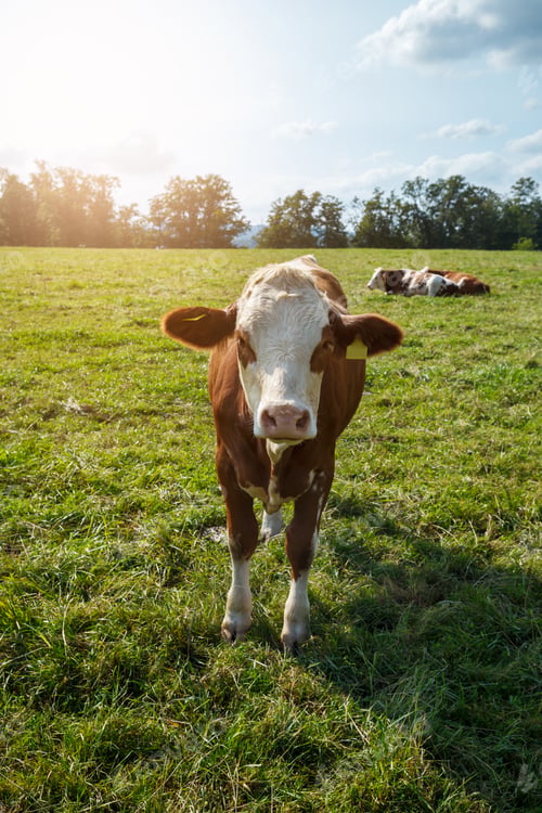 Preview: Brown cow on the green field
