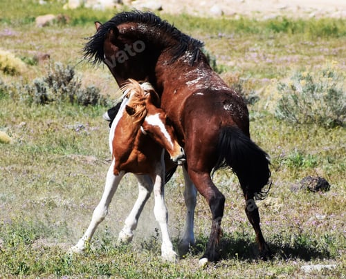 Preview: a couple of brown horses standing on top of a green field