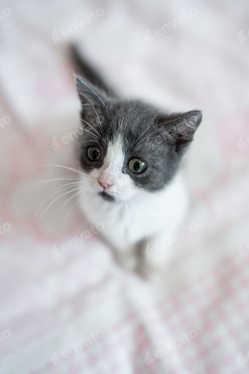 Preview: Cute little grey and white kitten sitting on sofa. Young cute little kitty at home. Cute funny home