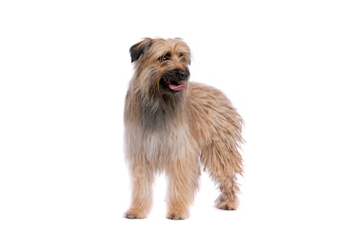 Preview: dog