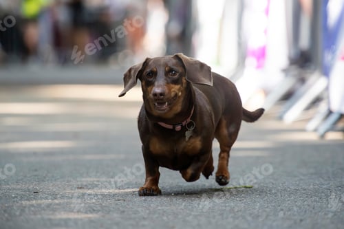 Preview: Dog agility competition.