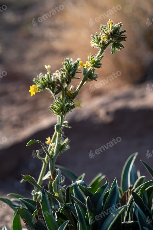 Preview: yellow California wildflowers bloom on green plant growing in crack between natural rock formations