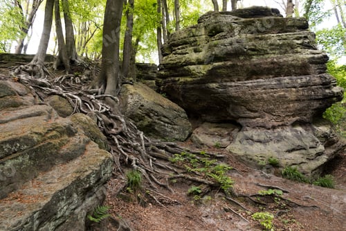 Preview: walking track with rocks in germany near tecklenburg