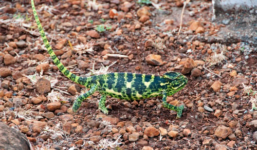 Preview: The Indian Chameleon, Chamaeleo zeylanicus in the forest.