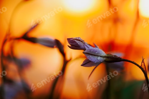Preview: Vibrant Ipheion uniflorum flower against a soft, blurred orange backdrop