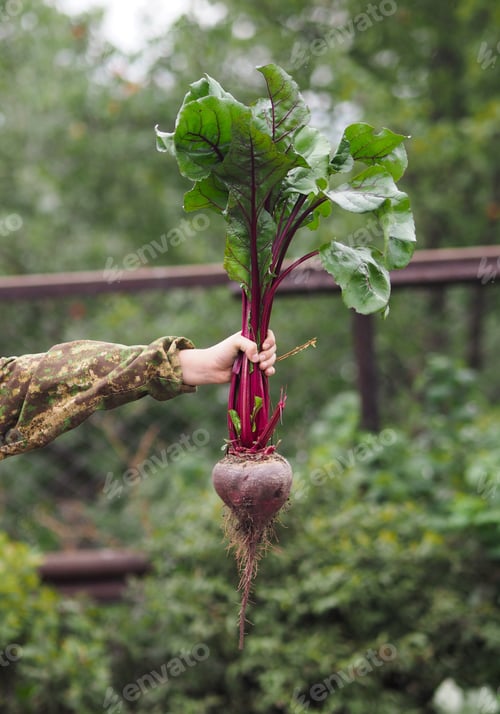 Preview: Close-up of a unrecognisable child's hand holding freshly plucked beets in the garden, front view.