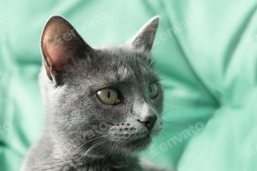 Preview: Portrait of grey domestic cat on green background.