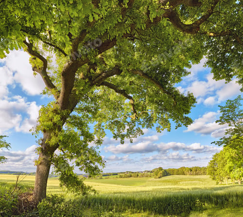 Preview: Danish forest in springtime