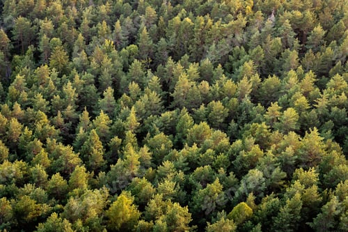 forest