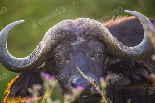 Preview: A buffalo looking at camera in Nakuru National Park, Kenya