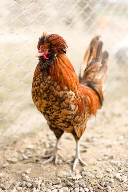 Preview: foxy Paduane hen