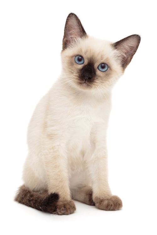 Preview: Small, funny Siamese kitten