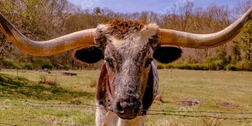 Preview: Longhorn cow at the fence
