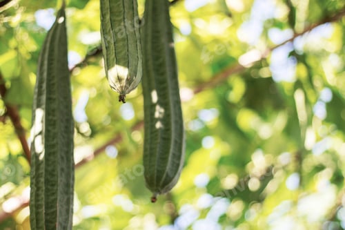Preview: Zucchini in the countryside