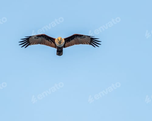 Preview: Bald eagle is flying freely in the bright blue sky