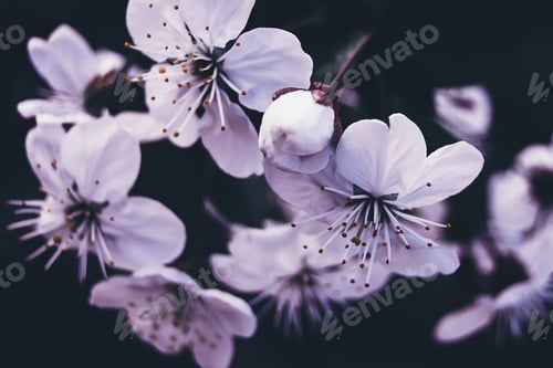 Preview: White cherry blossom on dark background, moody