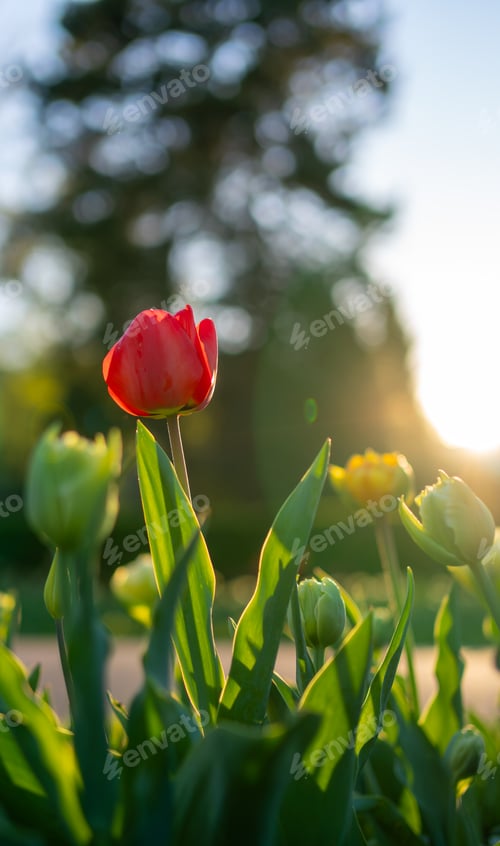 Preview: some red and yellow tulips in a field of green