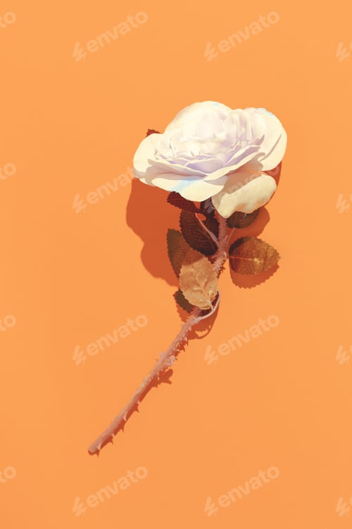 Preview: Minimal aesthetic still life monochrome design. Yellow colours trends. Roses flowers