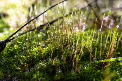 Preview: Rain drops on green moss, feeling of tranquility and relaxation.