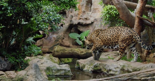 Preview: Wild adult jaguar walking moving along river. Sad predator in captivity.