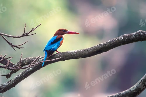 Preview: White-throated kingfisher or Halcyon smyrnensis
