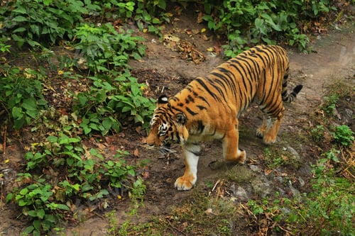 Preview: A majestic tiger walks through lush greenery in a forested area