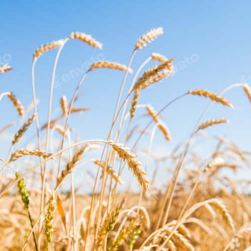 Preview: Autumn Landscape of Golden Wheat Field
